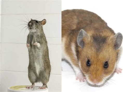 Hamster Vs Rat How To Tell The Differences Animal Differences