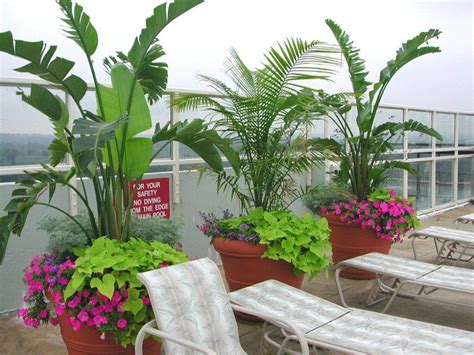 Common cat palm plant diseases. majesty palm | Planters around pool, Outdoor plants ...