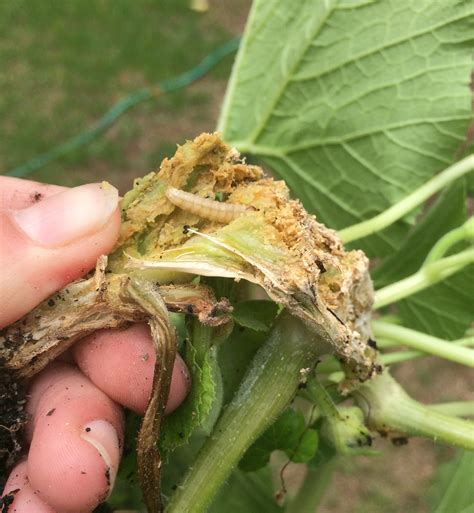 Squash Vine Borer Life Cycle