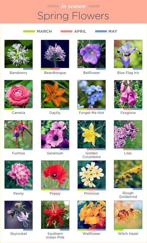 What Flowers Are In Season Spring Flowers Names April