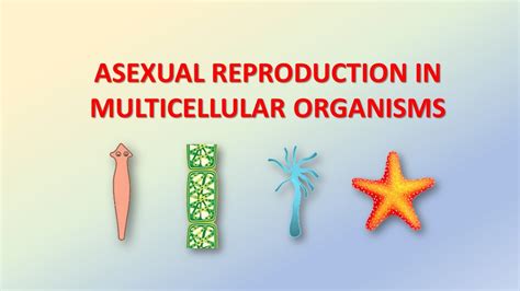 Asexual Reproduction In Multicellular Organisms Science Excel Youtube