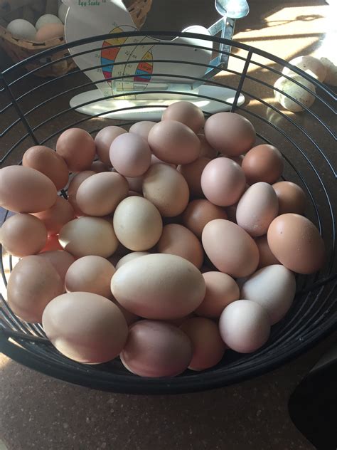 Farm Fresh Local Eggs The Organic Butcher Shop