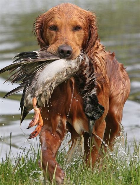 Water Retrieve Golden Retriever Hunting Hunting Dogs Golden Retriever
