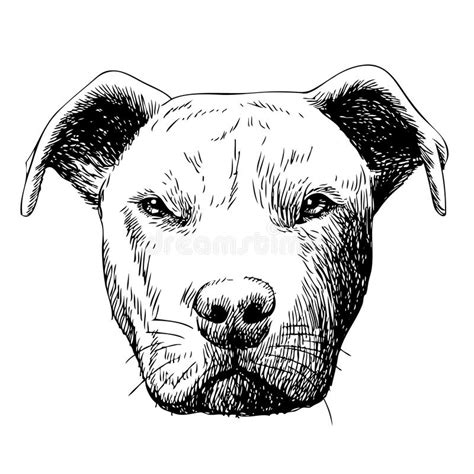 Freehand Sketch Illustration Of Pitbull Dog Stock Vector Illustration