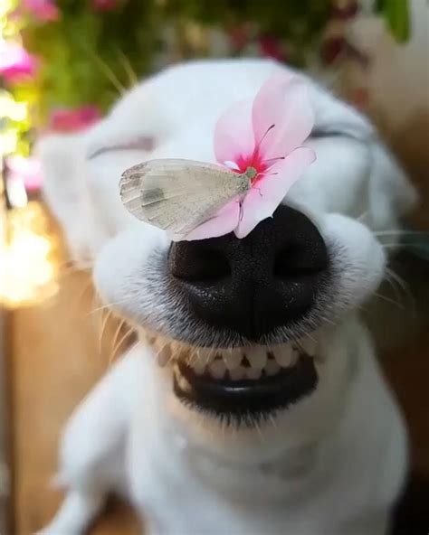 Funny Cutest Smiling Rescued Dog Happy With Flower And Butterfly Video