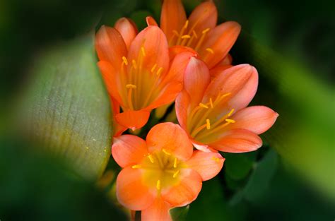Free Images Nature Blossom Leaf Flower Petal Floral Orange