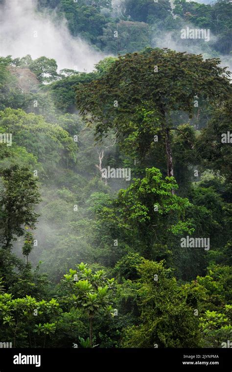 The Forêt De Abeilles Equatorial Forest Of Gabon The Forest Domain