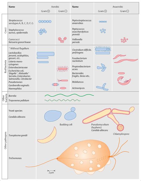 Pathogens Obgyn Key