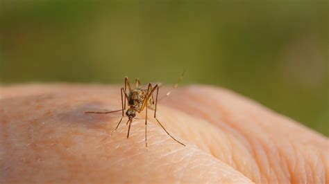 Check spelling or type a new query. What happens to your body when its bitten by a mosquito