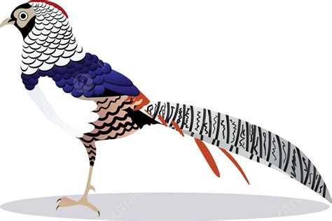 Lady Amherst Pheasant Bird Cartoon Bird Fly Vector Cartoon Bird Fly