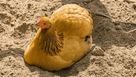 Chicken Roosts What Are Perches And Why Your Hens Need Them