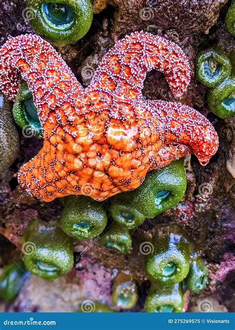 Orange Starfish With Anemones Closeup On Rock Wall Stock Image Image