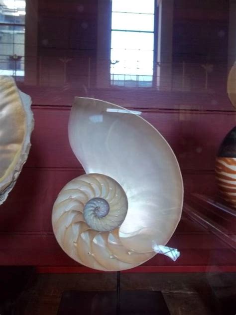 Embroidered Nautilus Shell Addison Embroidery At The Vicarage