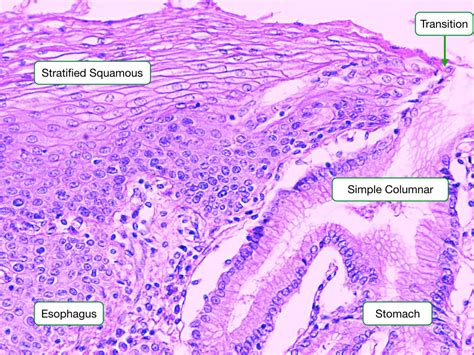 Histology Of The Gi Tract Lab