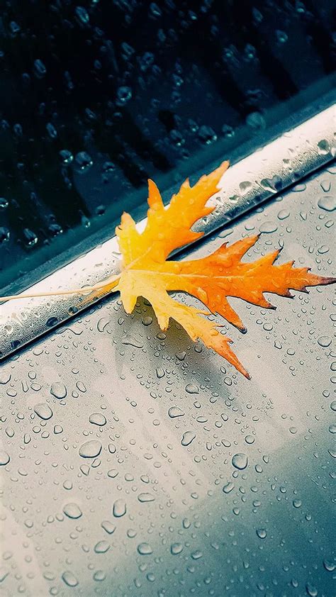 Фоны Autumn Rain Hd Phone Wallpaper Pxfuel