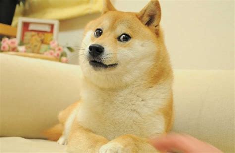 Meme Doge Shiba Inu Kabosu Dijual Rp56 Miliar Pecah Rekor Nih