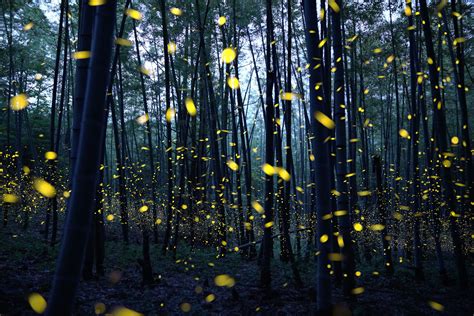 How To Attract Fireflies To Your Yard