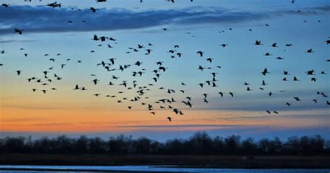 photograph the annual sandhill crane migration chapman nebraska