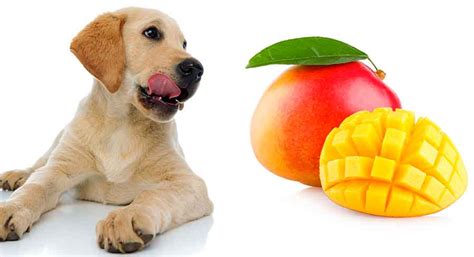 Can Dogs Eat Mango A Complete Guide To Mango For Dogs