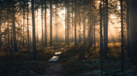 Forest Trees With Fog And Sunbeam Hd Nature Wallpapers Hd Wallpapers