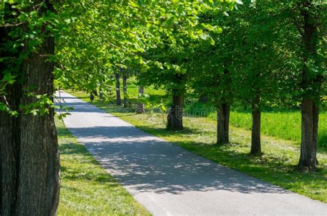 Green Alley In The Recreation Park With An Asphalt Path Stock Image