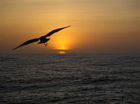 Filea Sea Bird Observed Flying Towards The Sunset During 2004 Pacifc