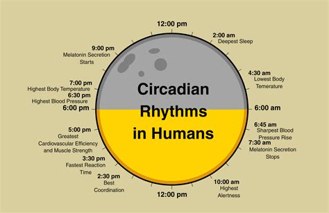 How To Understand And Take Advantage Of The Circadian Rhythm