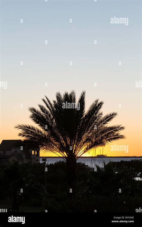 Palm Tree Florida Night Hi Res Stock Photography And Images Alamy