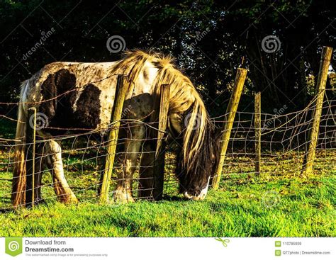 Country Horse Grazing In A Pasture Farm Fenced Rural Environm Stock