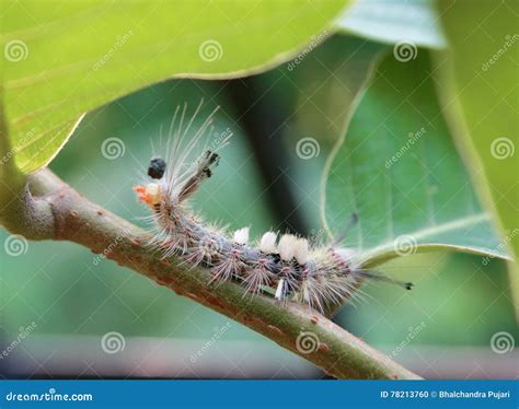 A Caterpillar Of Tussock Moth Stock Photography Cartoondealer Com