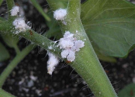 How To Identify And Get Rid Of Mealybugs The Home And Garden Center