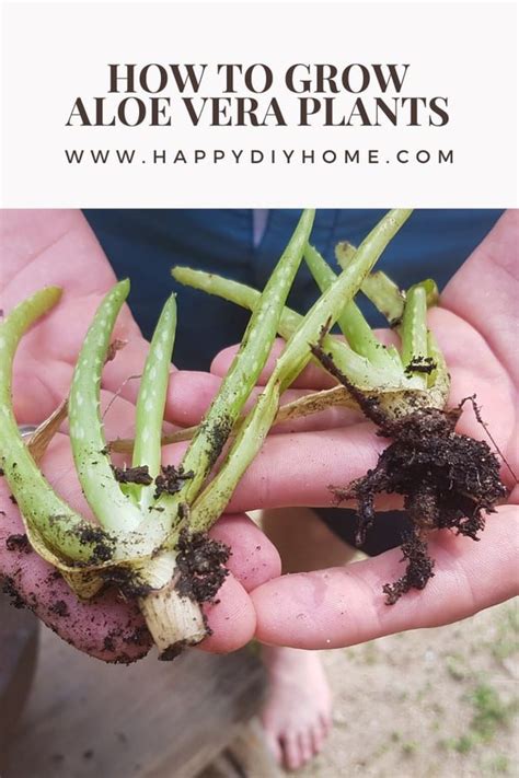 Jan 29, 2021 · in this method, you can preserve the aloe vera gel for the longest period of time. How To Grow Aloe Vera | Happy DIY Home