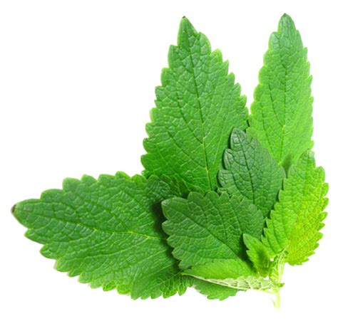 Mint Free Png Image Png All Png All