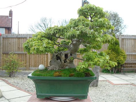 Bestselling maple seeds with free shipping worldwide. Graham's Bonsai: Trident Maple