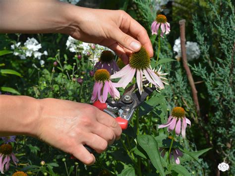 Coneflower Care How To Plant Grow And Harvest Echinacea