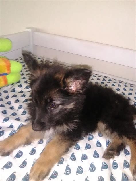 This German Shepherd Puppy Got Infected With Little Worms Inside Her