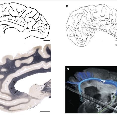 Myelination During Brain Maturation In The Human From Yakovlev And
