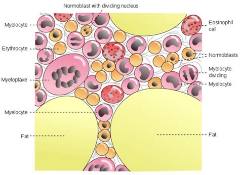 Bone Marrow Facts Functions Stem Cells And Transplants Owlcation