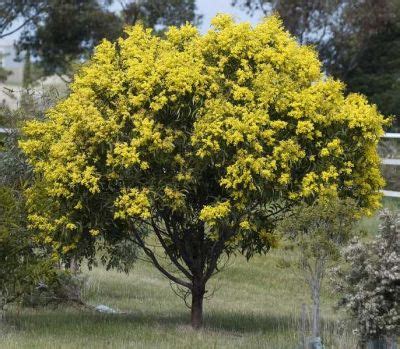 This coi fish is hand traced so i hope you all love it! Acacia Golden Wattle 12" Pot - Hello Hello Plants & Garden ...