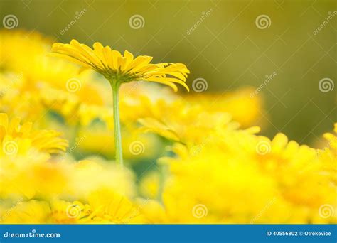 Yellow Spring Flowers Stock Photo Image Of Summer Nature 40556802