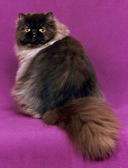 Persian Cat Wikipedia The Free Encyclopedia With Images