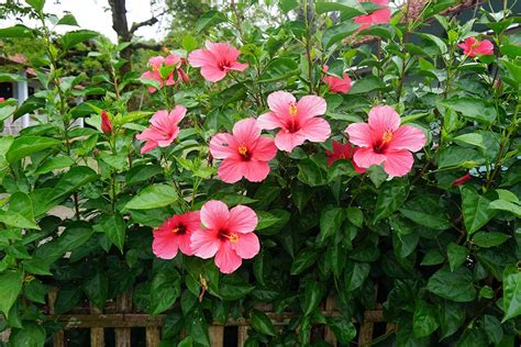 How To Grow And Care For Tropical Hibiscus Gardeners Path