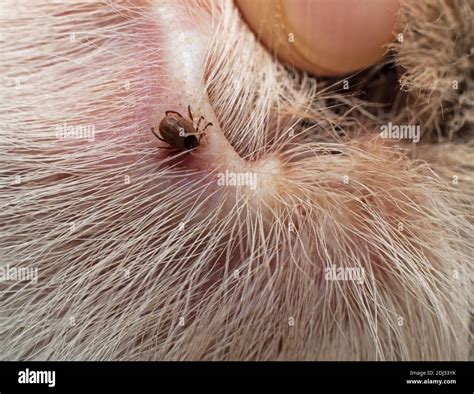 Can Ticks Live In Dogs Ears