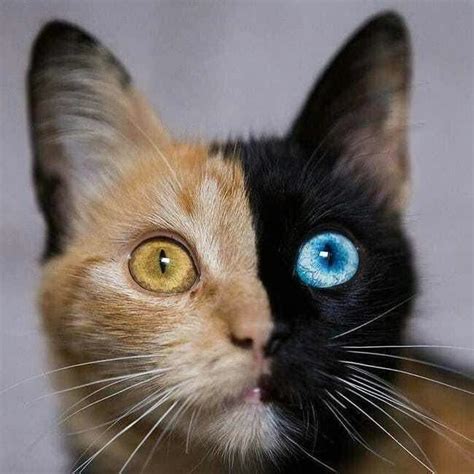 Beautiful Gatos Bonitos Gatos Raros Gatos