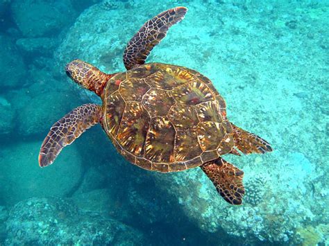 Hawaiian Sea Turtle Green Sea Turtle Maui Bucket List Sea Turtle