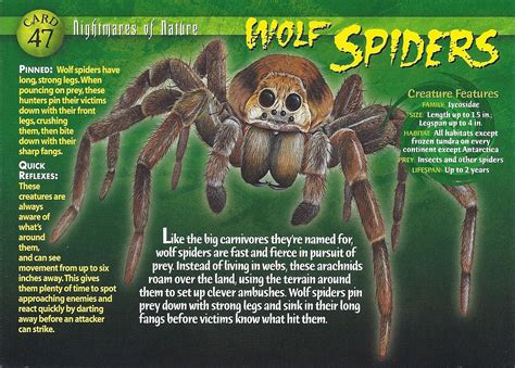 Wolf Spider Wierd Nwild Creatures Wiki Fandom Powered