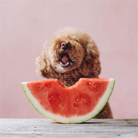 Eat Create Live Psny Fotos Y Vídeos De Instagram Puppies