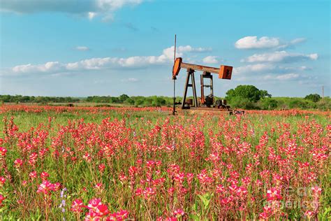 Texas Wildflower With Oil Derrick Photograph By Bee Creek Photography