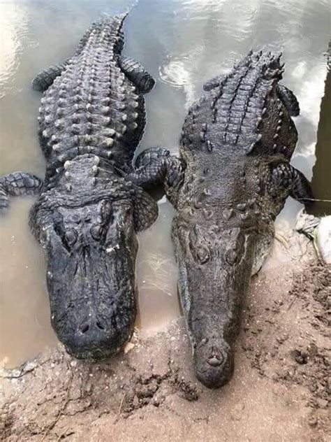 The Difference Between An Alligator Left And A Crocodile Right