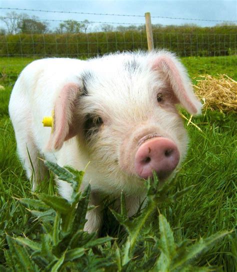 35 Twitter Cute Piggies Cute Animals Pet Pigs